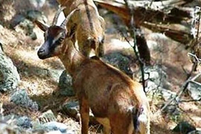 SAMARIA Gorge Walk: full day from area Heraklion CRETE - Rethymnon and Omalos: small stops, big practical value