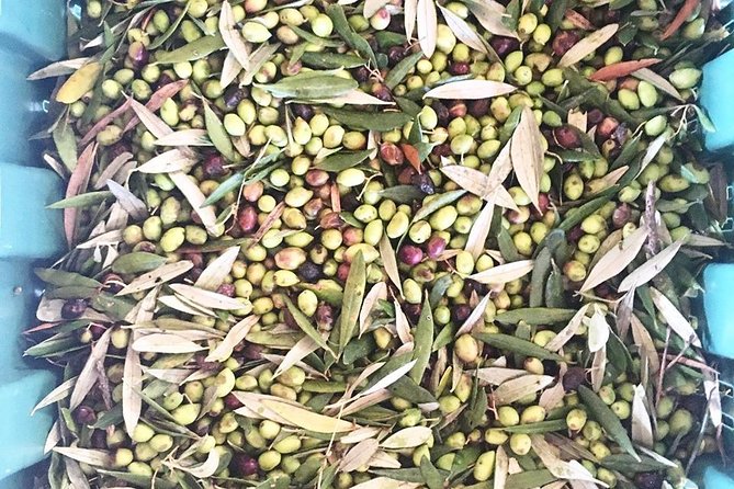 Semi Private Wine and Olive Oil tour (Transfer & Lunch Incl.) - Who this tour is best for (and who should DIY)