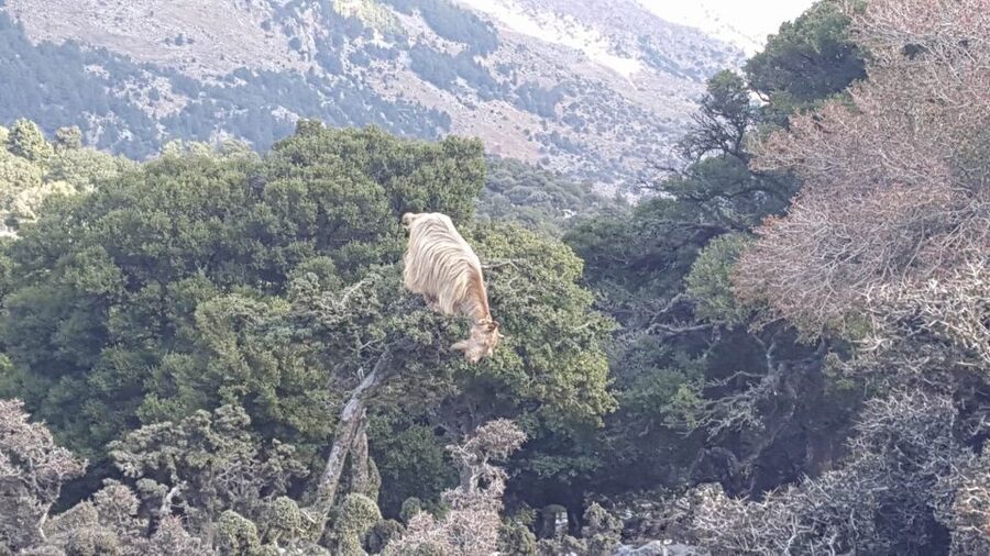 South Crete: Sarakinas Gorge Hike, Swim & Jeep Safari - Jeep seating and the comfort reality check